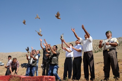 Karaman'da 1000 adet kınalı keklik doğaya salındı