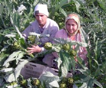 Antalya'ya tarım ihtisas organize sanayi bölgesi 