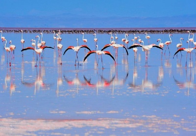 Tuz Gölü flamingo cennetini dönüştü