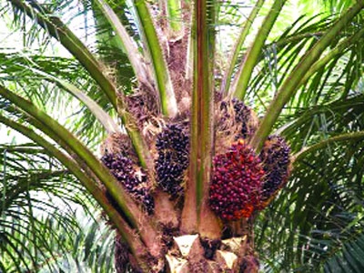 Malezya palm yağı Türk rafına inecek