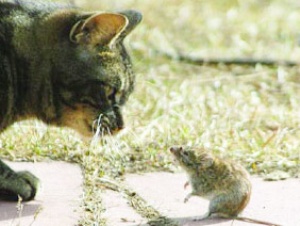 Kedi fare oyunu trafoyu çökertti