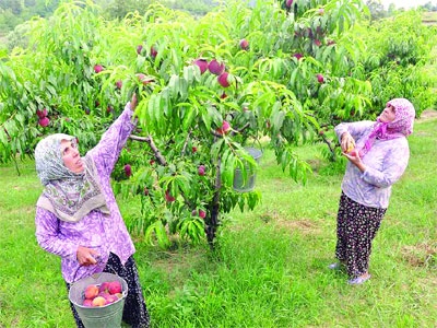 Türk tarımındaki başarı öyküsü BM raporunda