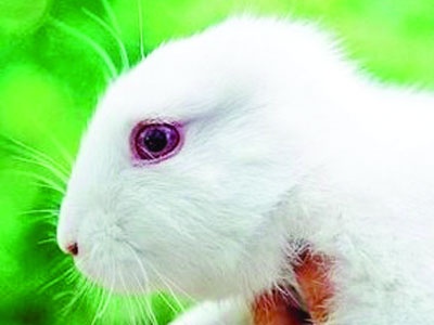 Kulaksız tavşandan al radyasyonun haberini 