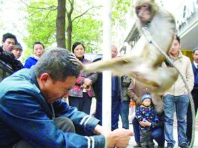 Tekvandocu maymun görenleri şaşırtıyor