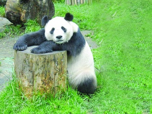 Depremzede panda ikiz doğurdu