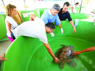 Caretta Nazlı'yı kurtarmak