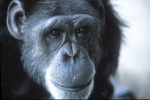 Konuşan şempanze Washoe öldü