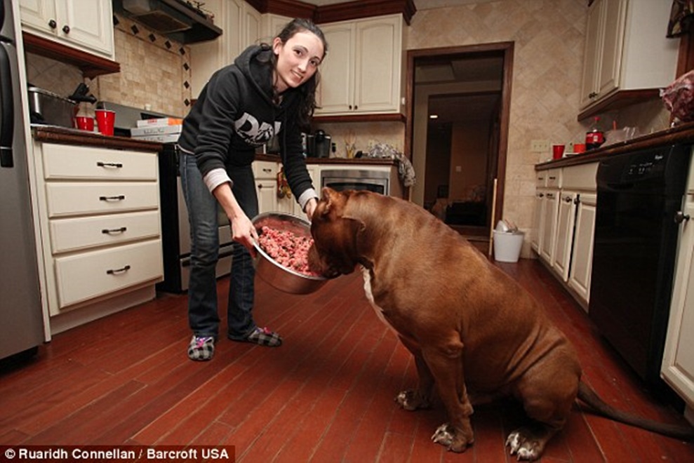dunyanin en buyuk pitbulu yeni safak