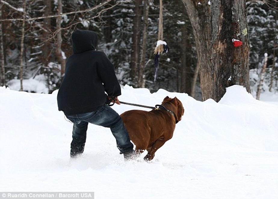 dunyanin en buyuk pitbulu yeni safak