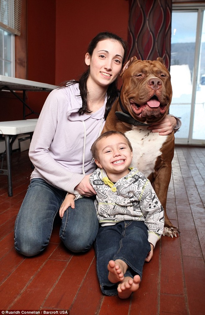 dunyanin en buyuk pitbulu yeni safak