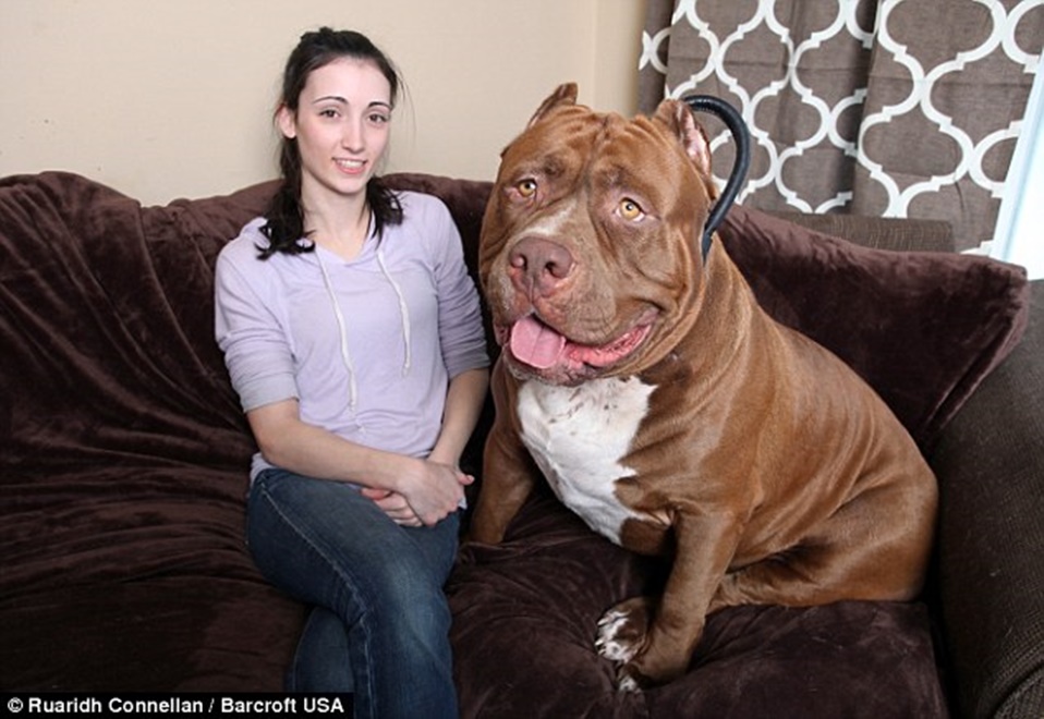 dunyanin en buyuk pitbulu yeni safak