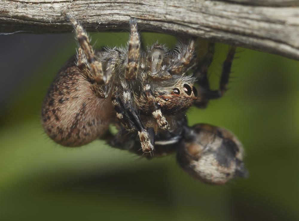 Dünyanın en şirin örümceği! Yeni Şafak