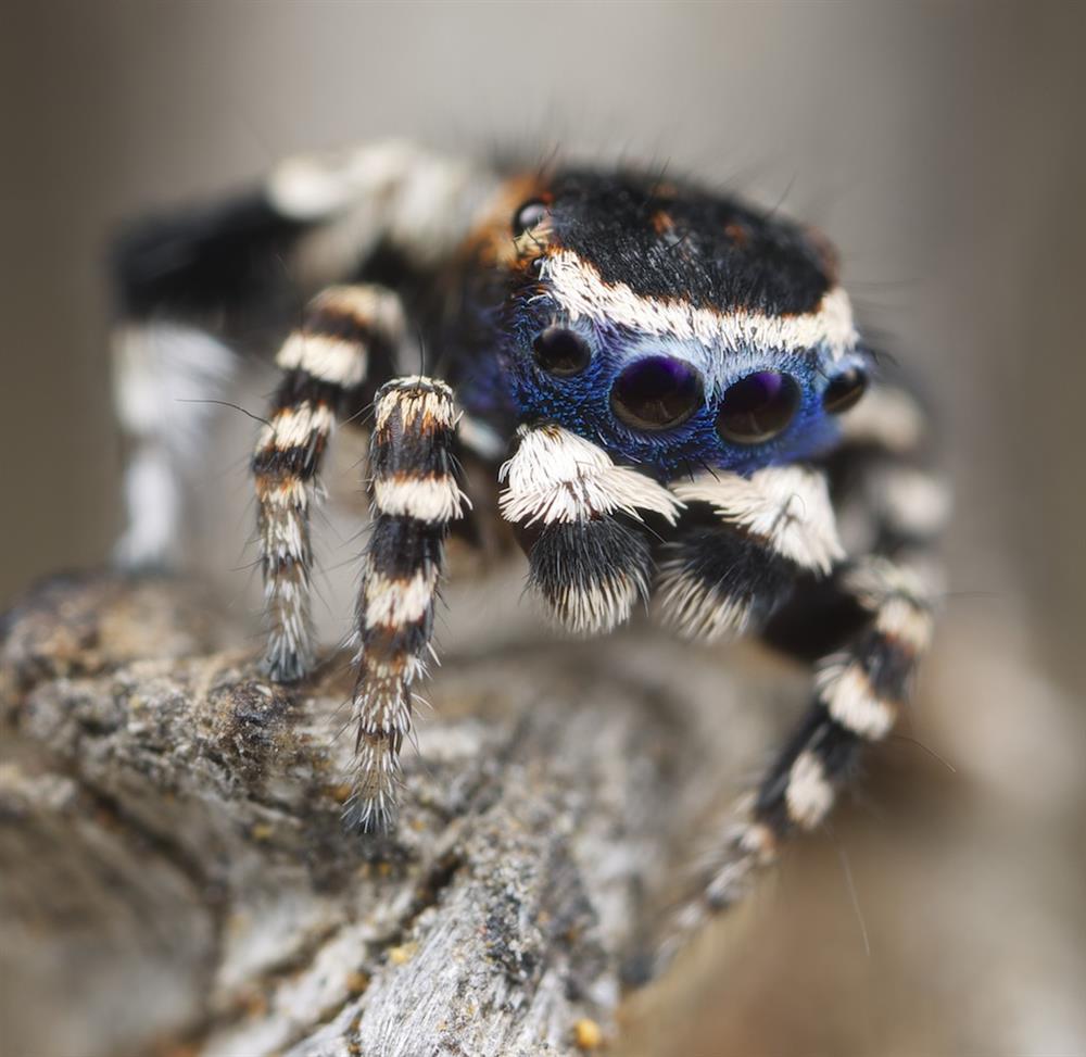 Dünyanın en şirin örümceği! Yeni Şafak