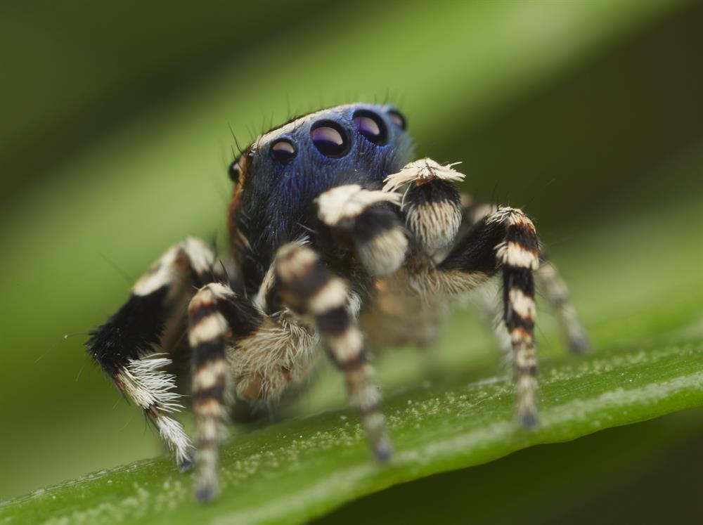 Dünyanın en şirin örümceği! Yeni Şafak