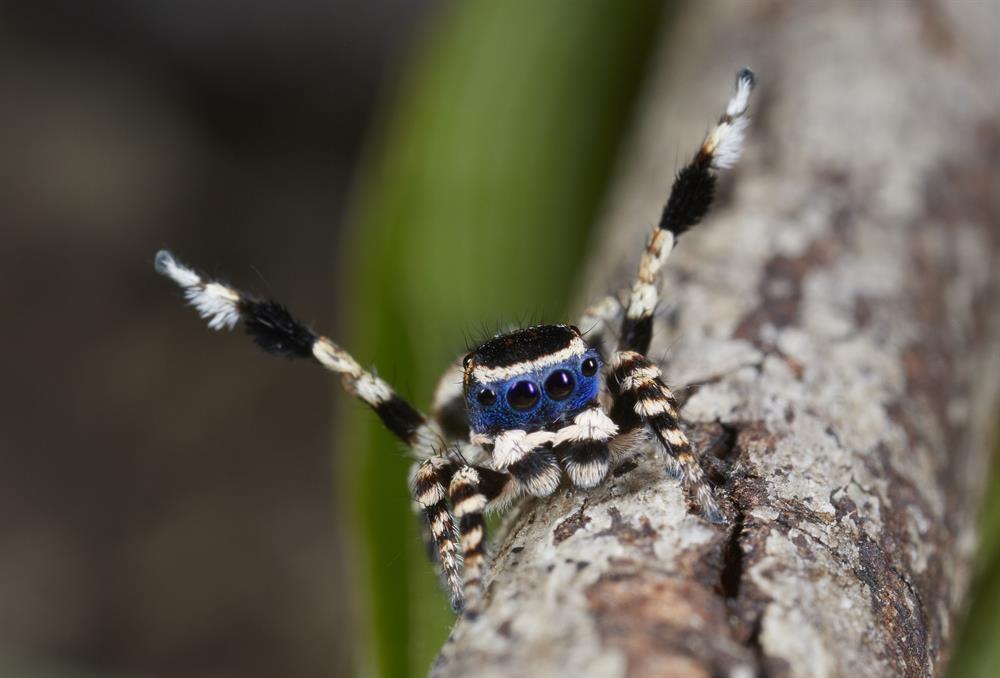 Dünyanın en şirin örümceği! Yeni Şafak