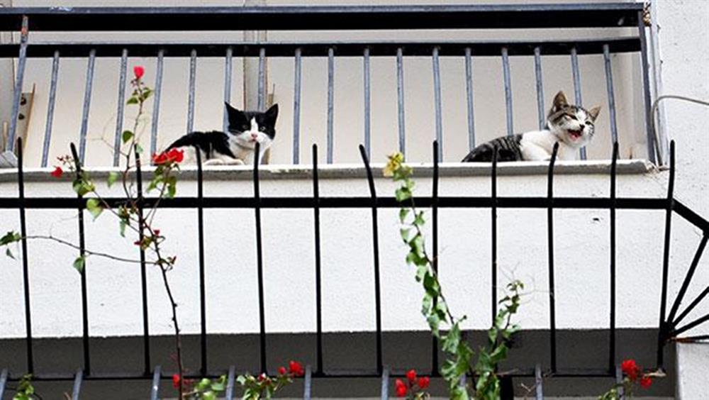 balkonda unutulan kediler 3 gun sonra kurtarildi yeni safak