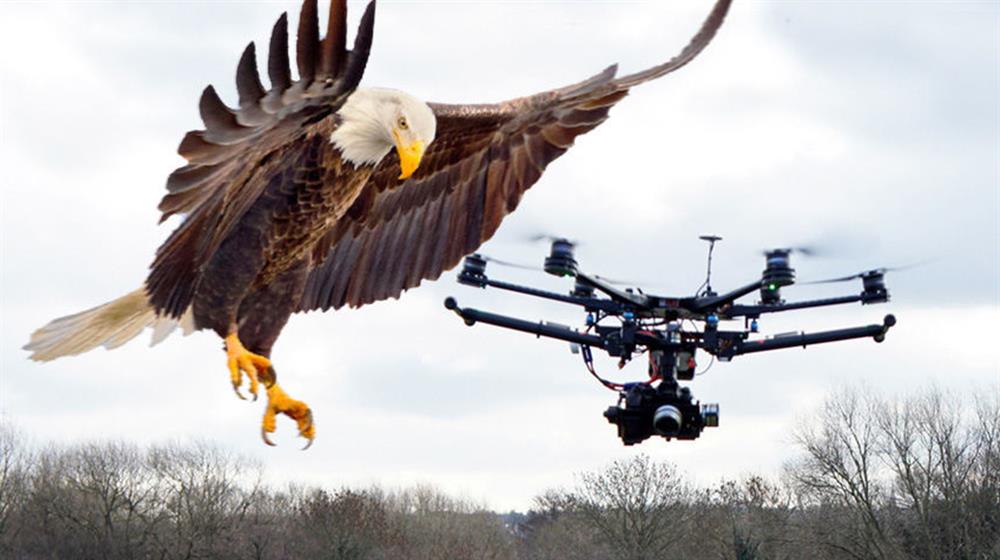 Drone Avcisi Kartal