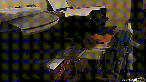 Acilen faks çekmesi gereken kedi
