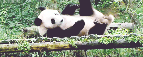 Siyah-beyaz kürküyle dikkat çeken dev pandaların boyu yaklaşık 1,5 metre, ağırlığı ise 100-150 kg arasındadır.

                                    
                                    
                                
                                