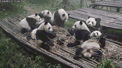 Pandalar günlük besin ihtiyaçlarının yüzde 99'unu bambudan karşılarlar. Çok sevdiği bambuyu yiyebilmek için Çin'den başka bir yere gitmediklerinden, ne yazık ki nesilleri tükenmek üzere.

                                    
                                    
                                
                                