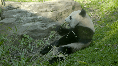 Panda gününün büyük bir bölümünü bambu yemekle geçirir. Bambu ormanlarında yaşayan dev pandalar, günde 12-38 kg kadar bambu ağacı yiyerek hayatta kalır.

                                    
                                    
                                
                                