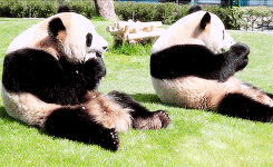 Pandalar çok tembel hayvanlardır.

                                    
                                    
                                
                                