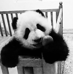 Yemek yemediği zamanlar panda sürekli uyur. Uyumadığında ise hiç acelesi yoktur ve çok yavaş hareket eder.

                                    
                                    
                                
                                