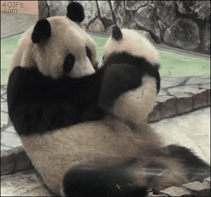 Anne panda bebeğine çok düşkündür, onu kolların arasında insanların bebeklerini salladıkları gibi sallar ve sabırla emzirir.

                                    
                                    Zaten hayvanlar aleminde de yavrularına karşı en sevecen hayvan pandalardır. Pandalar, çok şefkatli ve sevecen bir annedir.
                                
                                