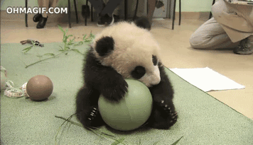 Birçok yönleriyle bizlere kendilerini sevdiren pandaların nesli tehlikededir.

                                    
                                    
                                
                                
