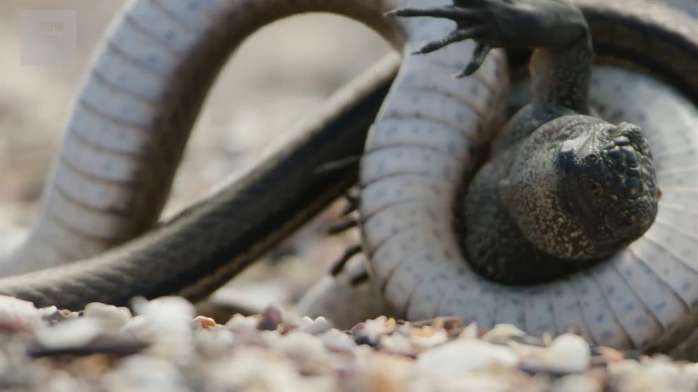 yilanlardan kacan iguana 2 bu sefer