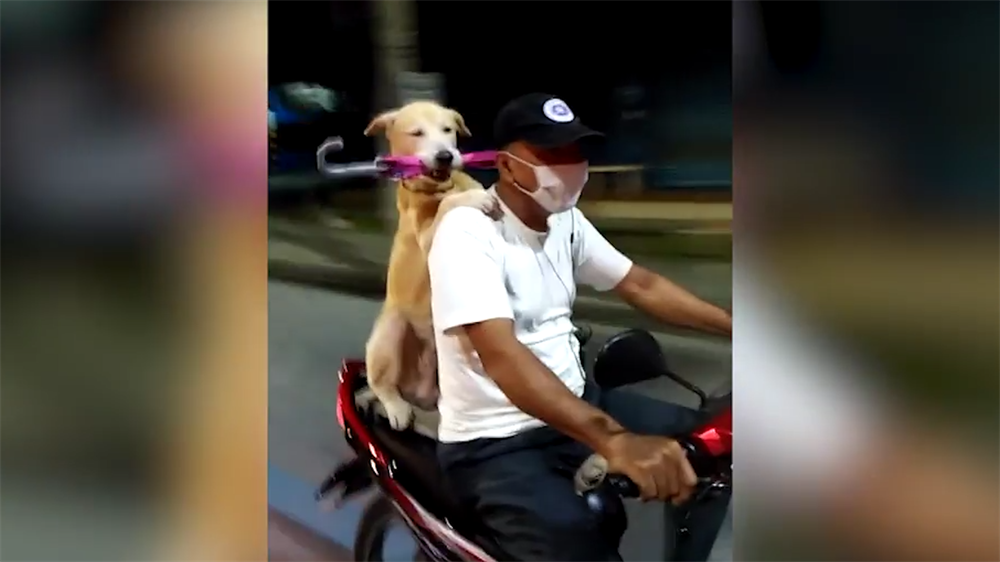 Sahibiyle Birlikte Motora Binen Kopek Yeni Safak