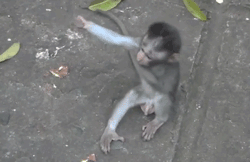 Sarılan sevimli maymunlar

                                    
                                