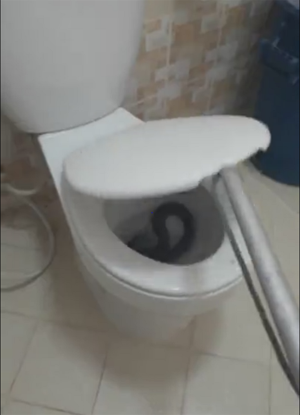 Snake appears in the toilet!