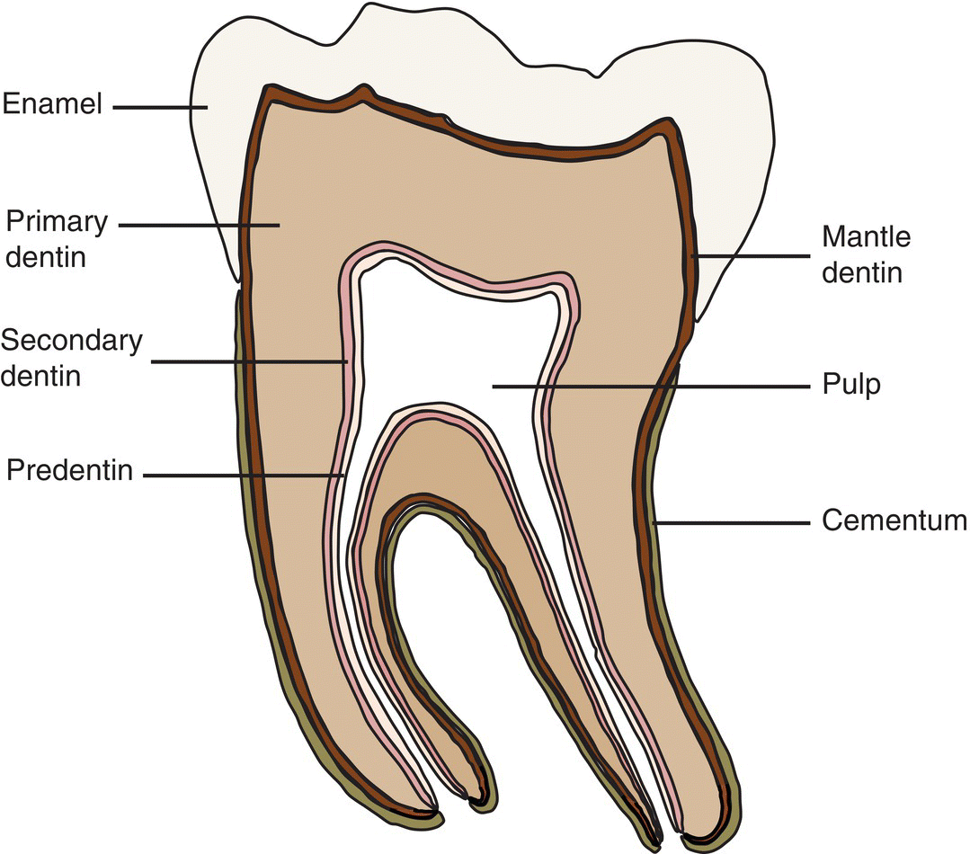 Yeni tedavi yönteminde süngerin yerleştirildiği diş çukuru tamamen minerallerle doluyor. Ardından dişlerin kemiğe benzer temel tabakası dentin kendini zaman içerisinde yenilemeye başlıyor ve ekstra bir dolguya gerek kalmıyor. Üstelik bu sistemin üç beş yıl içerisinde hayata geçirilebileceği konusunda bilgiler veriliyor.