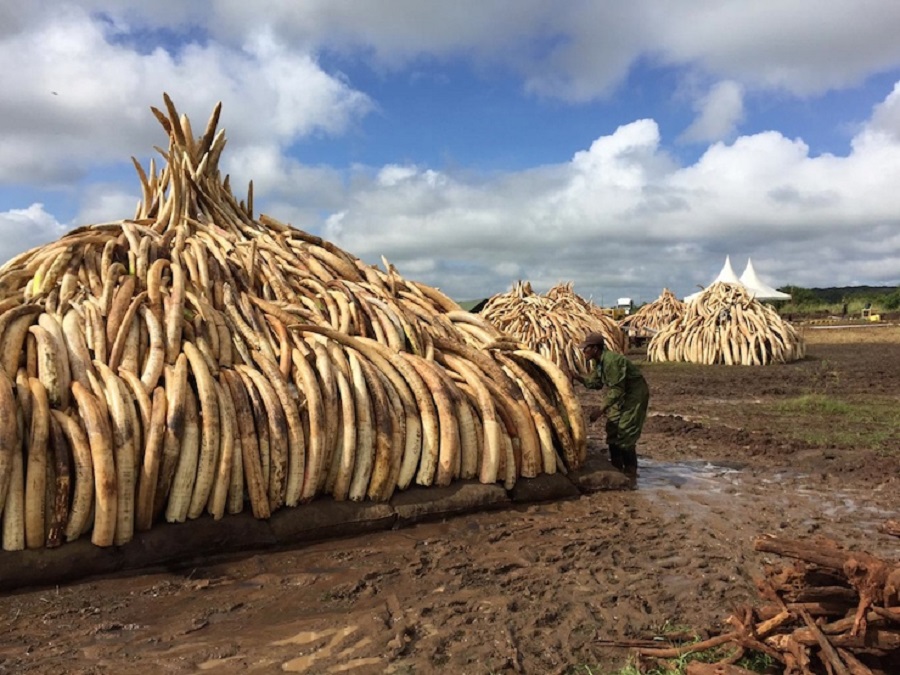 Uganda Da 1 Ton Fil Disi Ele Gecirildi