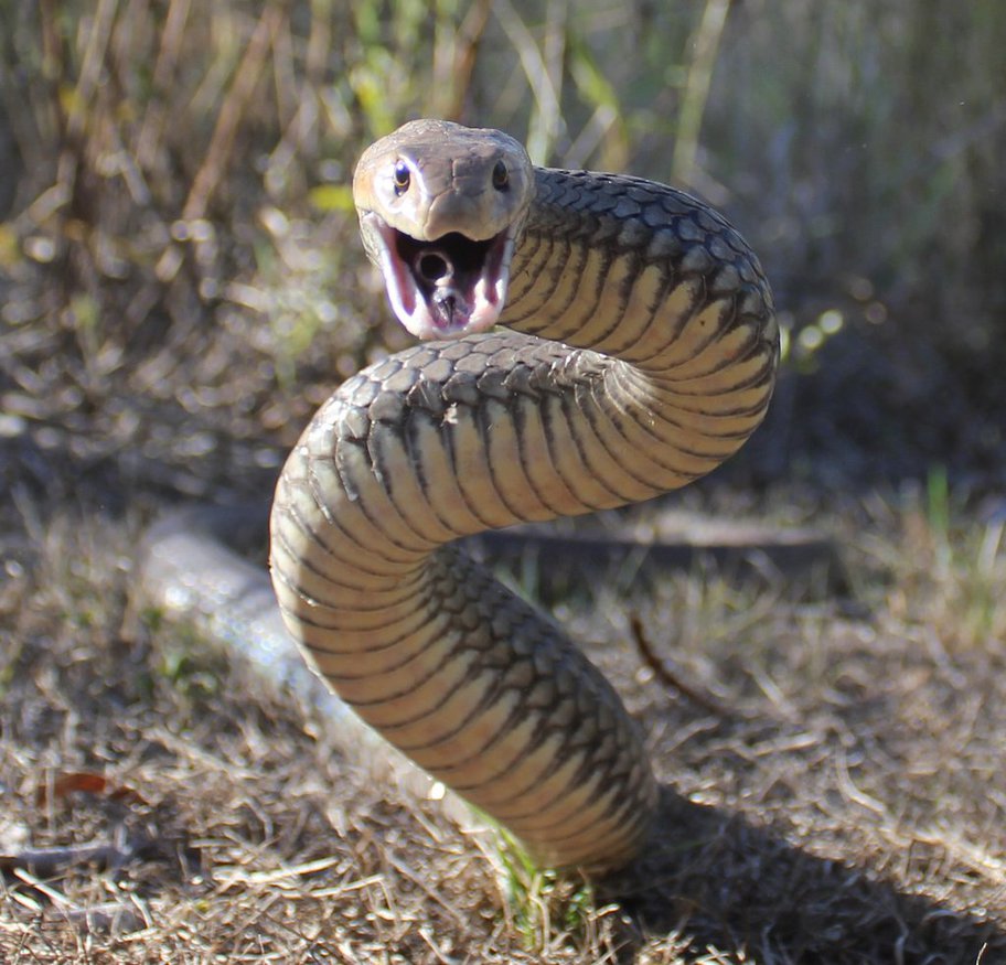 gzt