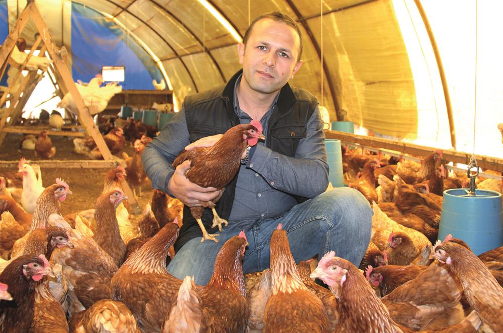 koy tavugubilmecesi yeni safak