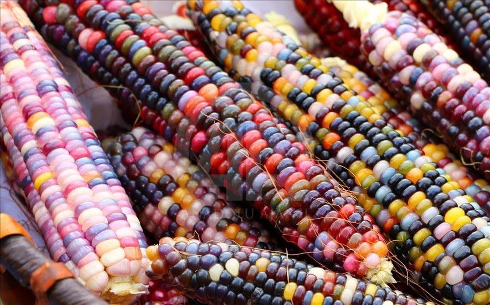 Turkish farmer produces colourful corns