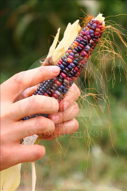 Turkish farmer produces colourful corns