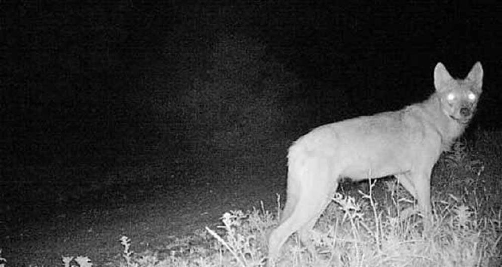 Kopekleri Yiyen Esrarengiz Hayvan Foto Kapana Yakalandi