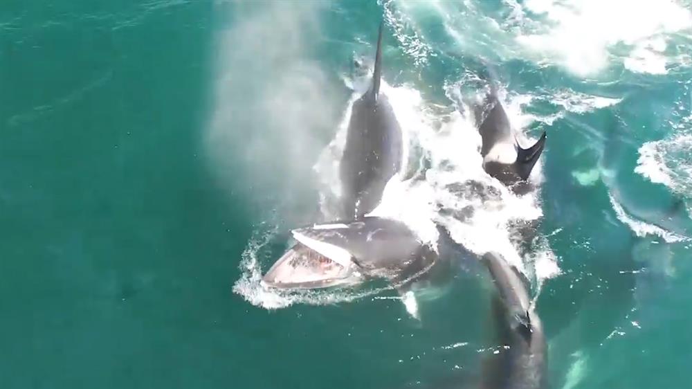 Нападение касаток. Нападение касаток на акул. Касатки нападают на китов. Касатки нападают на акул.