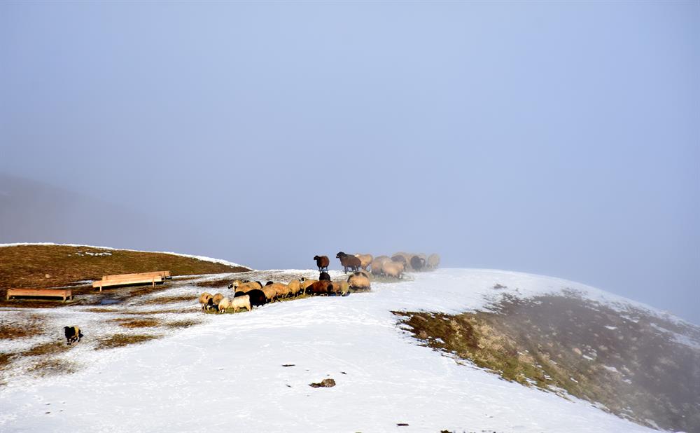 Heavy fog on Turkey's Muş Plain