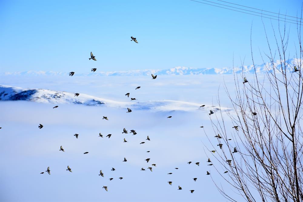 Heavy fog on Turkey's Muş Plain