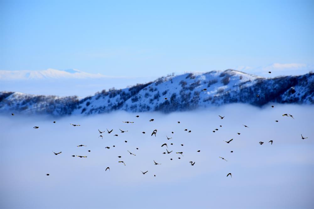 Heavy fog on Turkey's Muş Plain