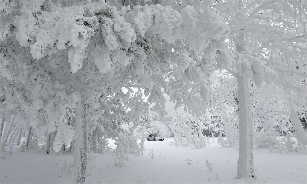 Snowy landscapes on the bank of the Yenisei River in the Siberian Taiga area, with the air temperature at about minus 35 degrees Celsius (minus 31 degrees Fahrenheit), outside Krasnoyarsk, Russia