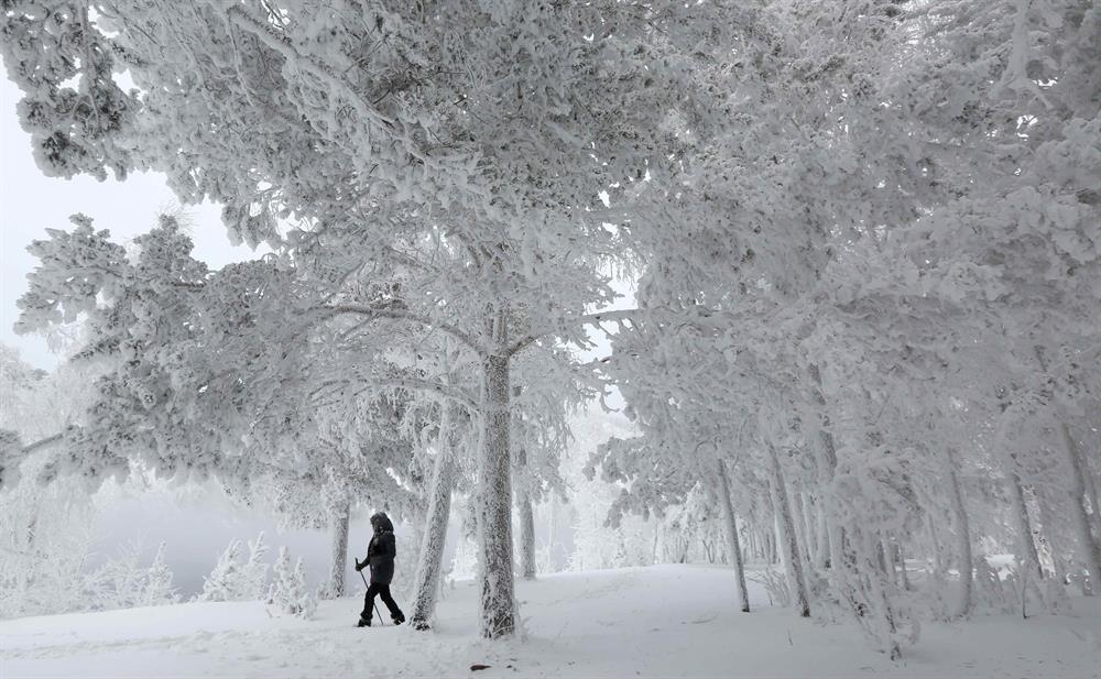 Snowy landscapes on the bank of the Yenisei River in the Siberian Taiga area, with the air temperature at about minus 35 degrees Celsius (minus 31 degrees Fahrenheit), outside Krasnoyarsk, Russia