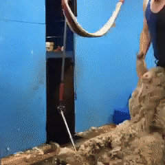 ​Koyun yünü kırpmak