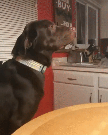 ​Tavşanı kıskandı