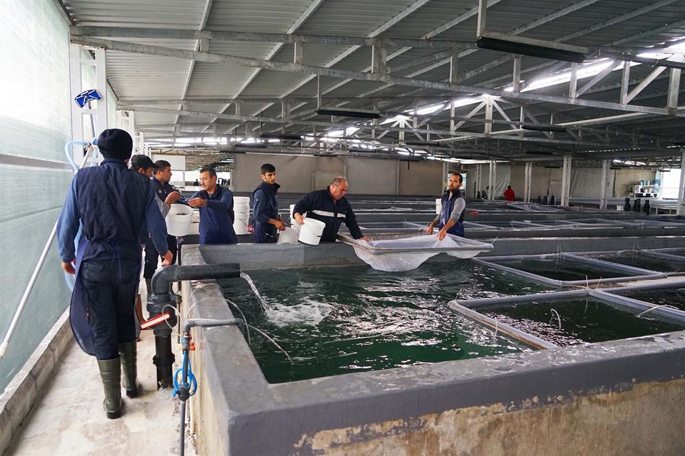 Turkey’s national flag carrier flies live fish to Oman