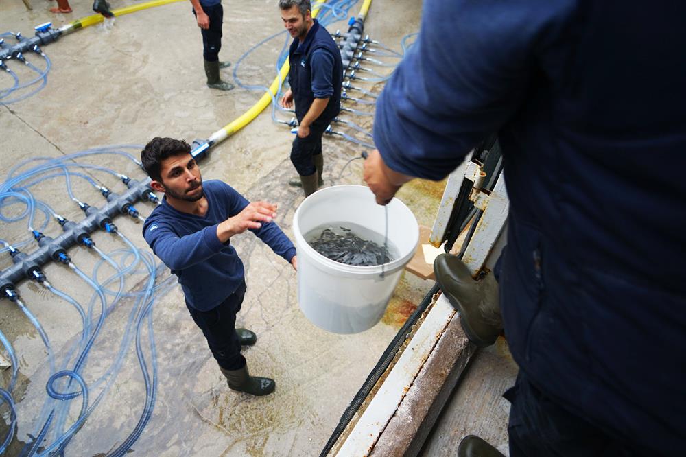 Turkey’s national flag carrier flies live fish to Oman